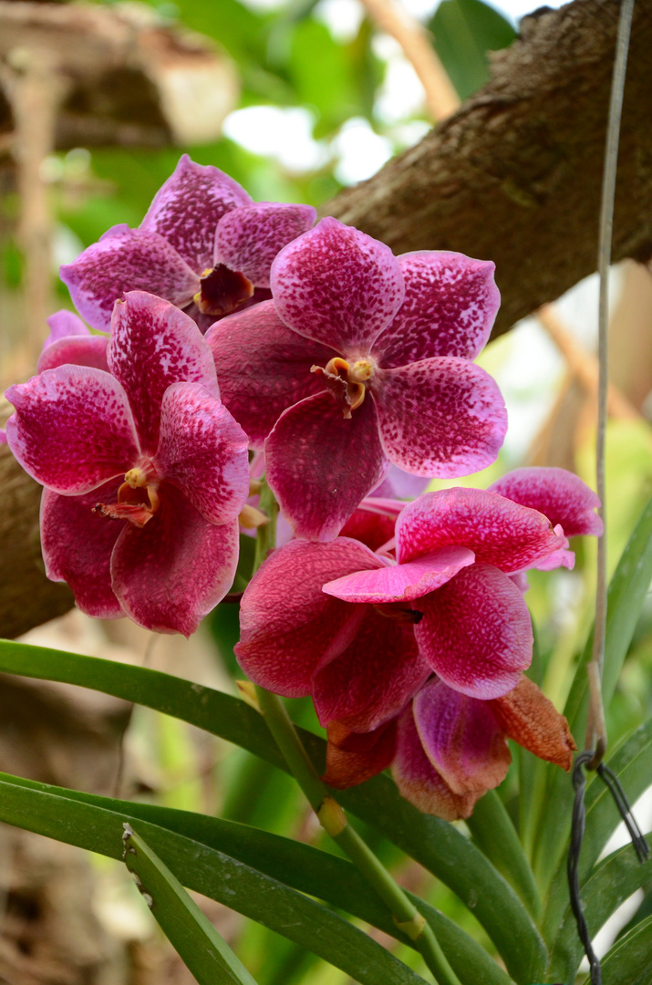 Orchideen