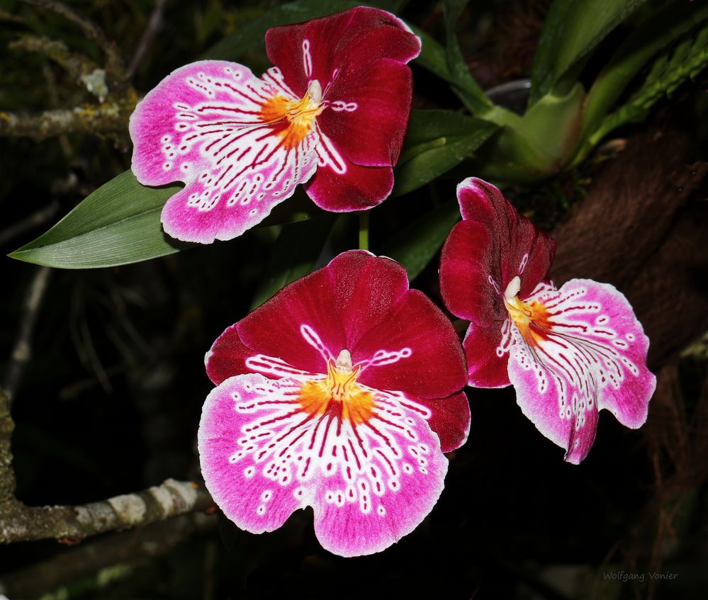 Orchideen