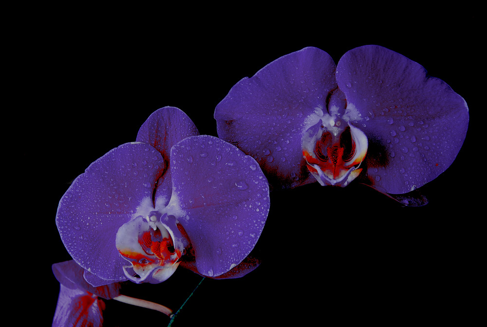 Orchideen