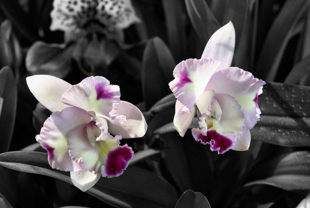 Orchideen