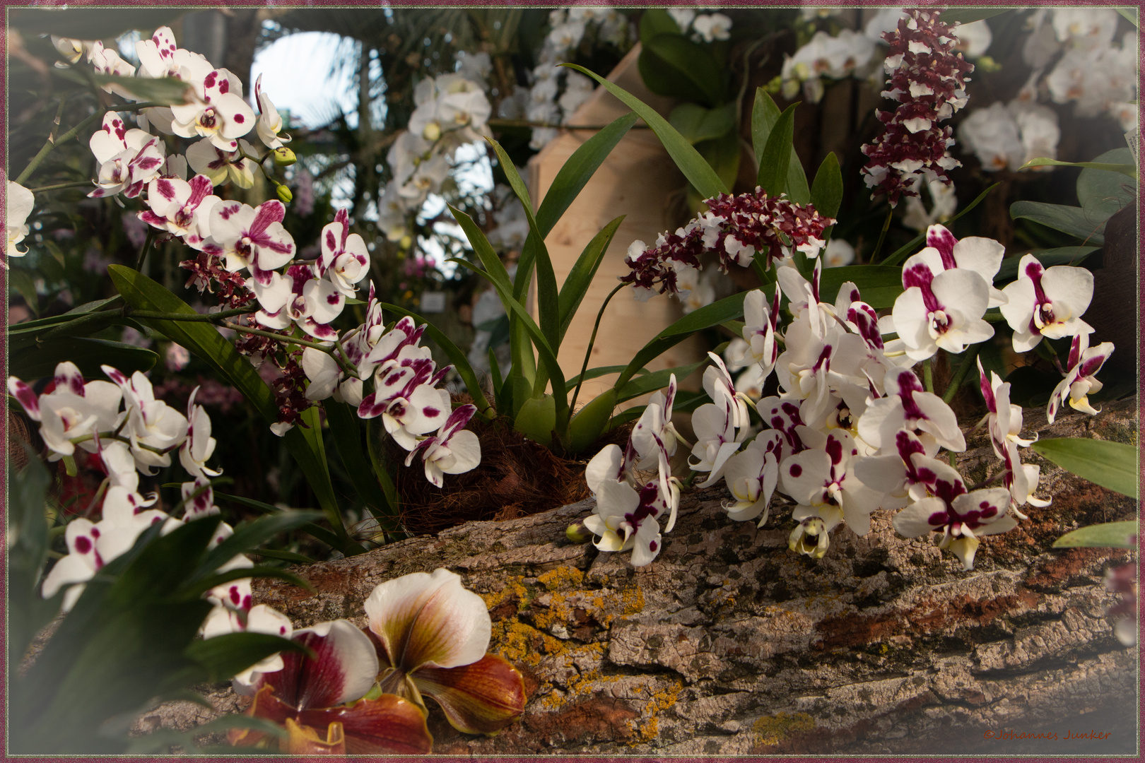 Orchideen