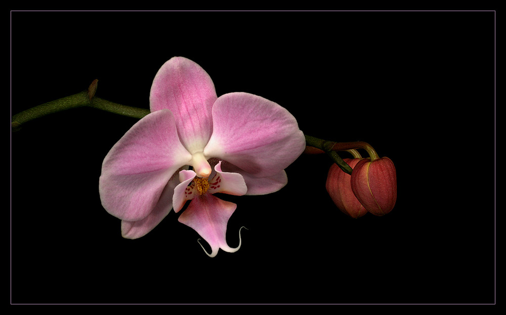 Orchideen