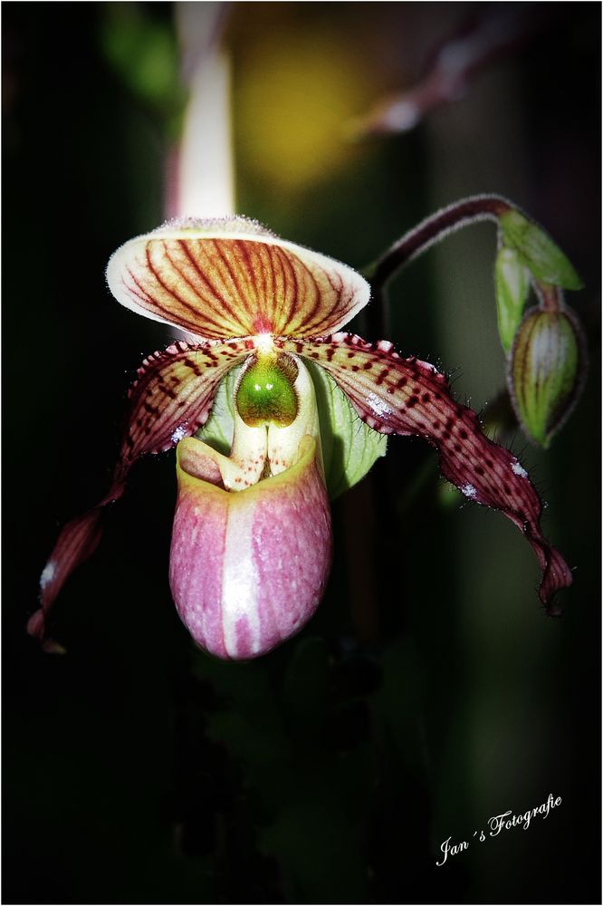 Orchideen 3.