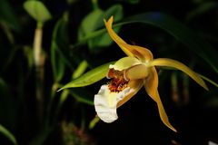 Orchideen-3