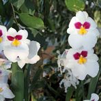 Orchideen -3-