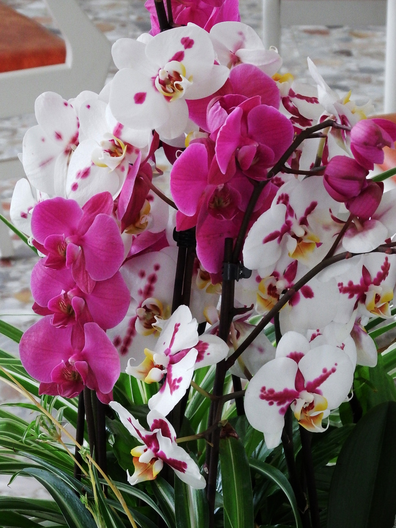 Orchideen 3