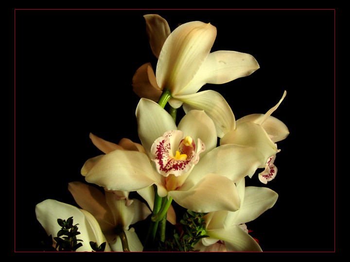 .~* Orchideen 