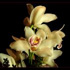 .~* Orchideen <3