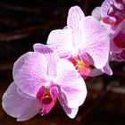 Orchideen 3