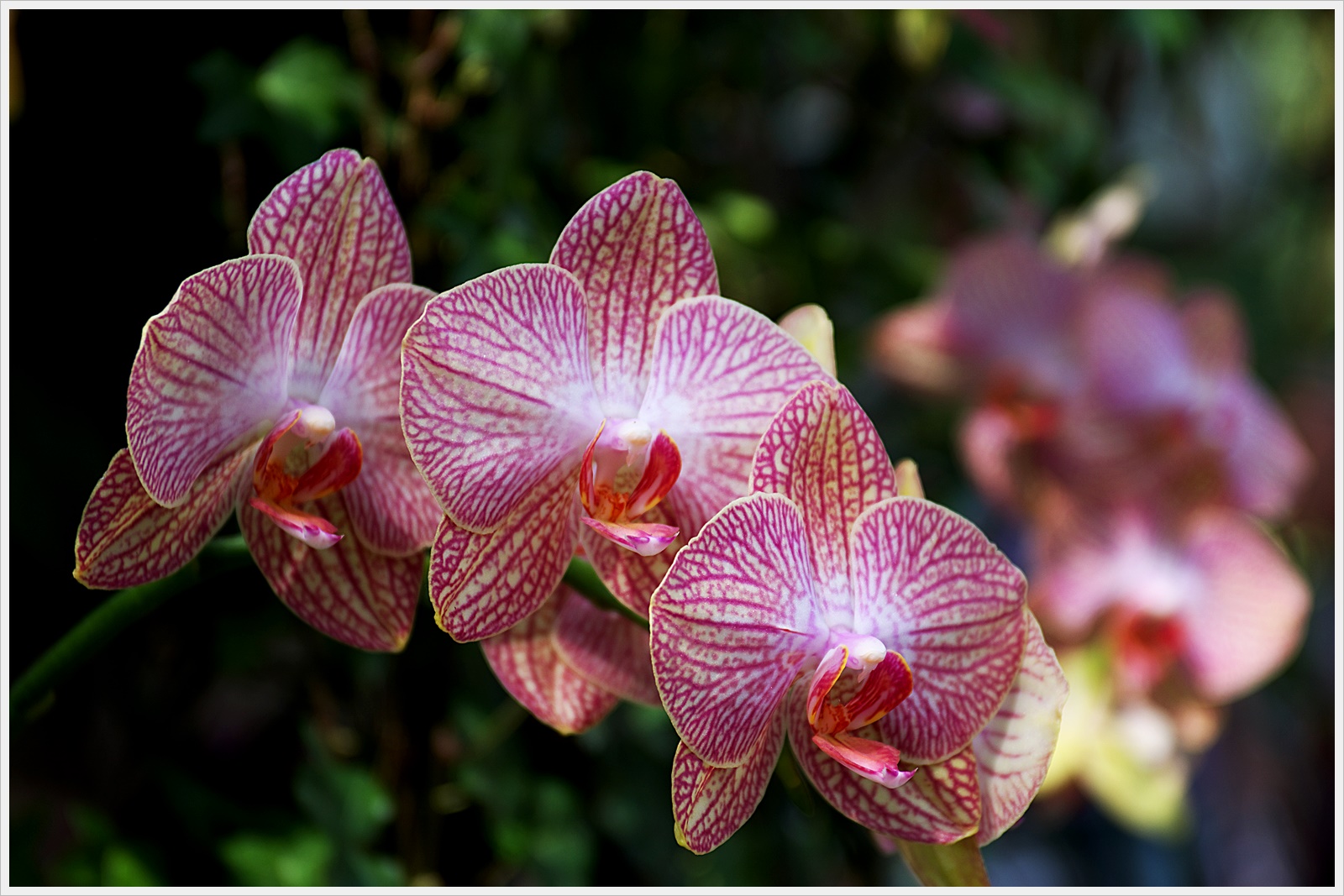 Orchideen #3 