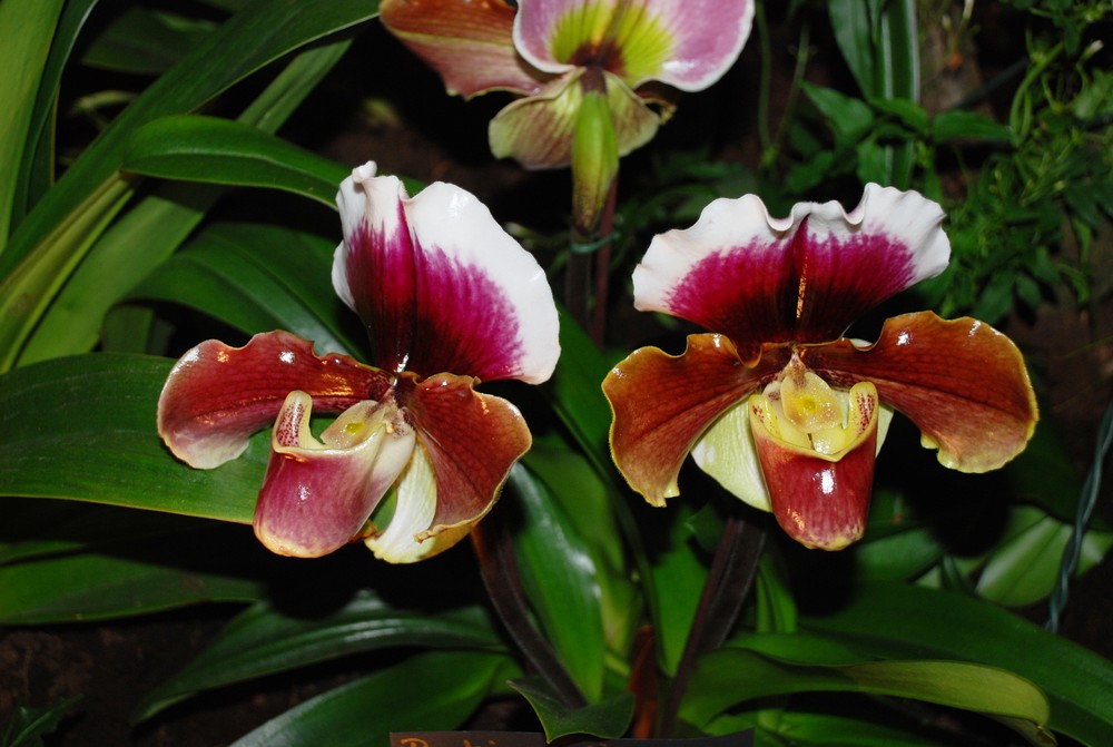 Orchideen 3