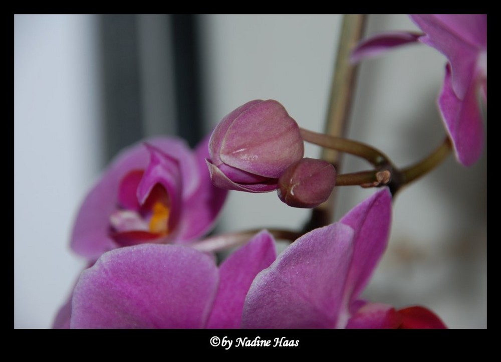 Orchideen [3]