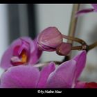 Orchideen [3]