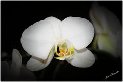 Orchideen 3..