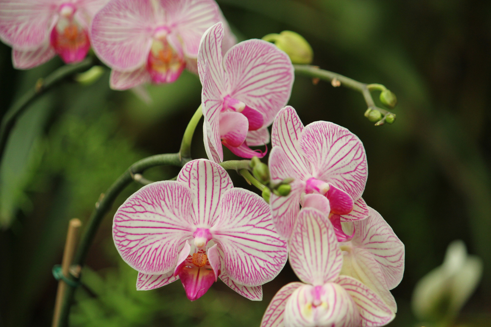 Orchideen 3 PalmolitosPark