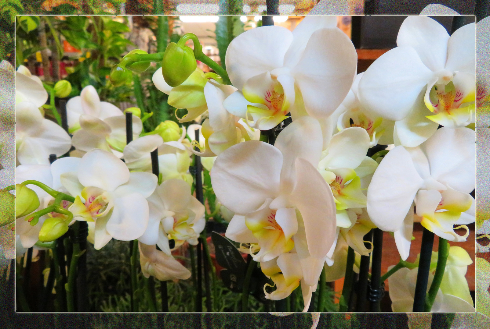 Orchideen ...