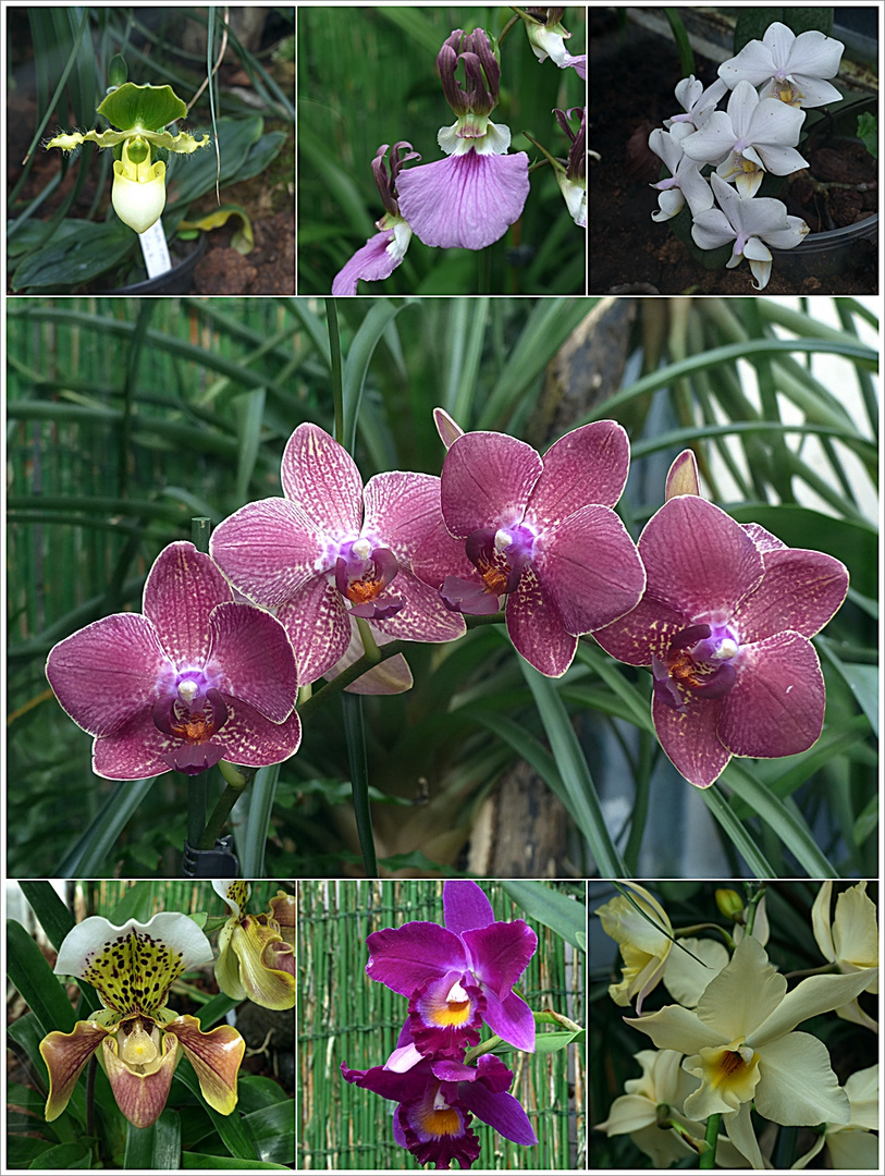 Orchideen