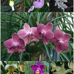 Orchideen