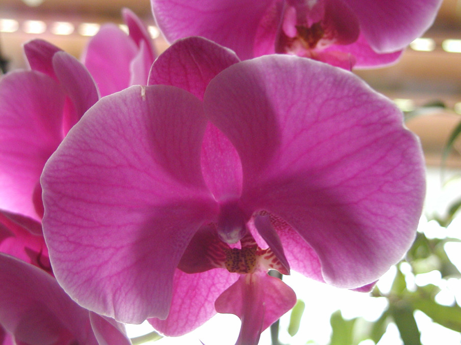 Orchideen