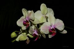 Orchideen