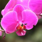 Orchideen