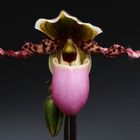 Orchideen (3/4)