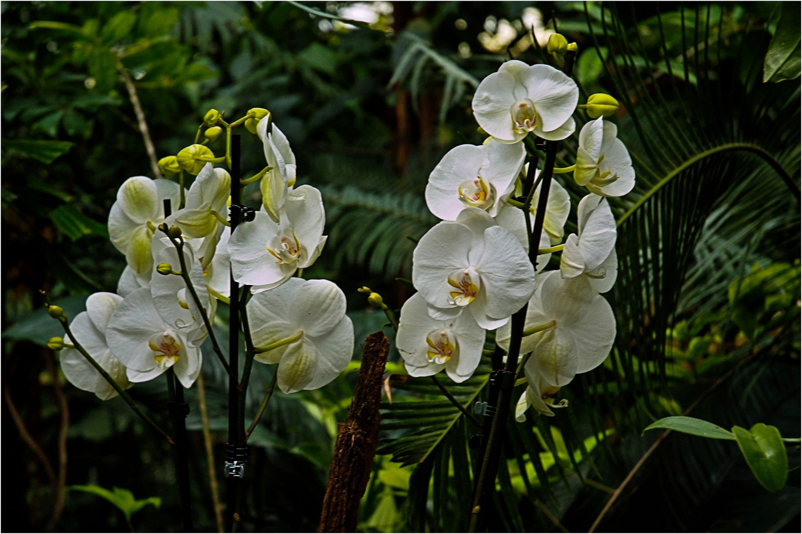 Orchideen