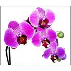 Orchideen