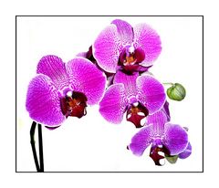 Orchideen