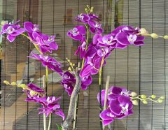 Orchideen