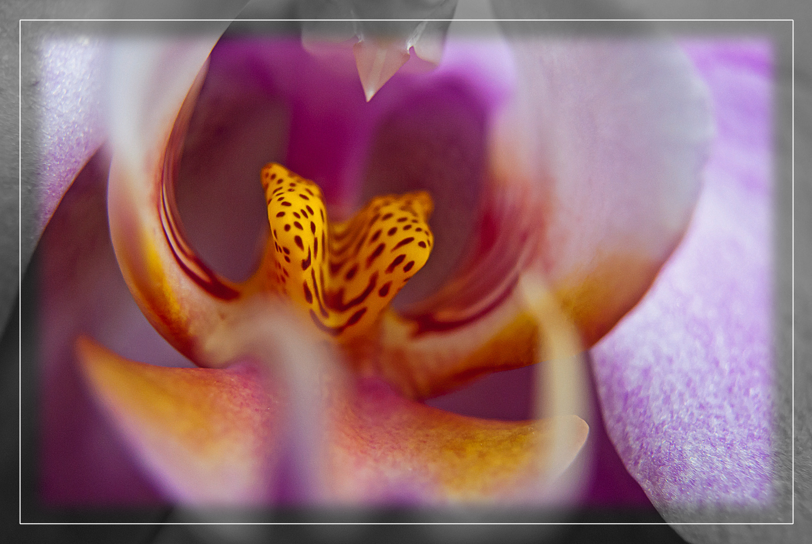 Orchideen