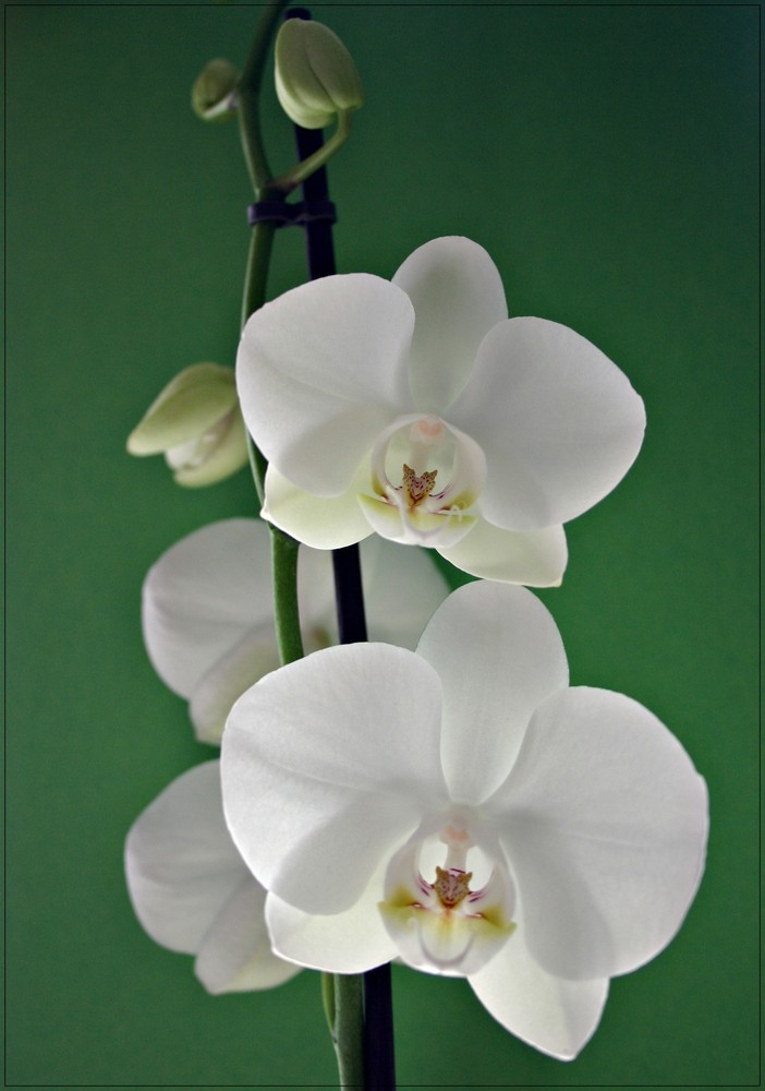 Orchideen