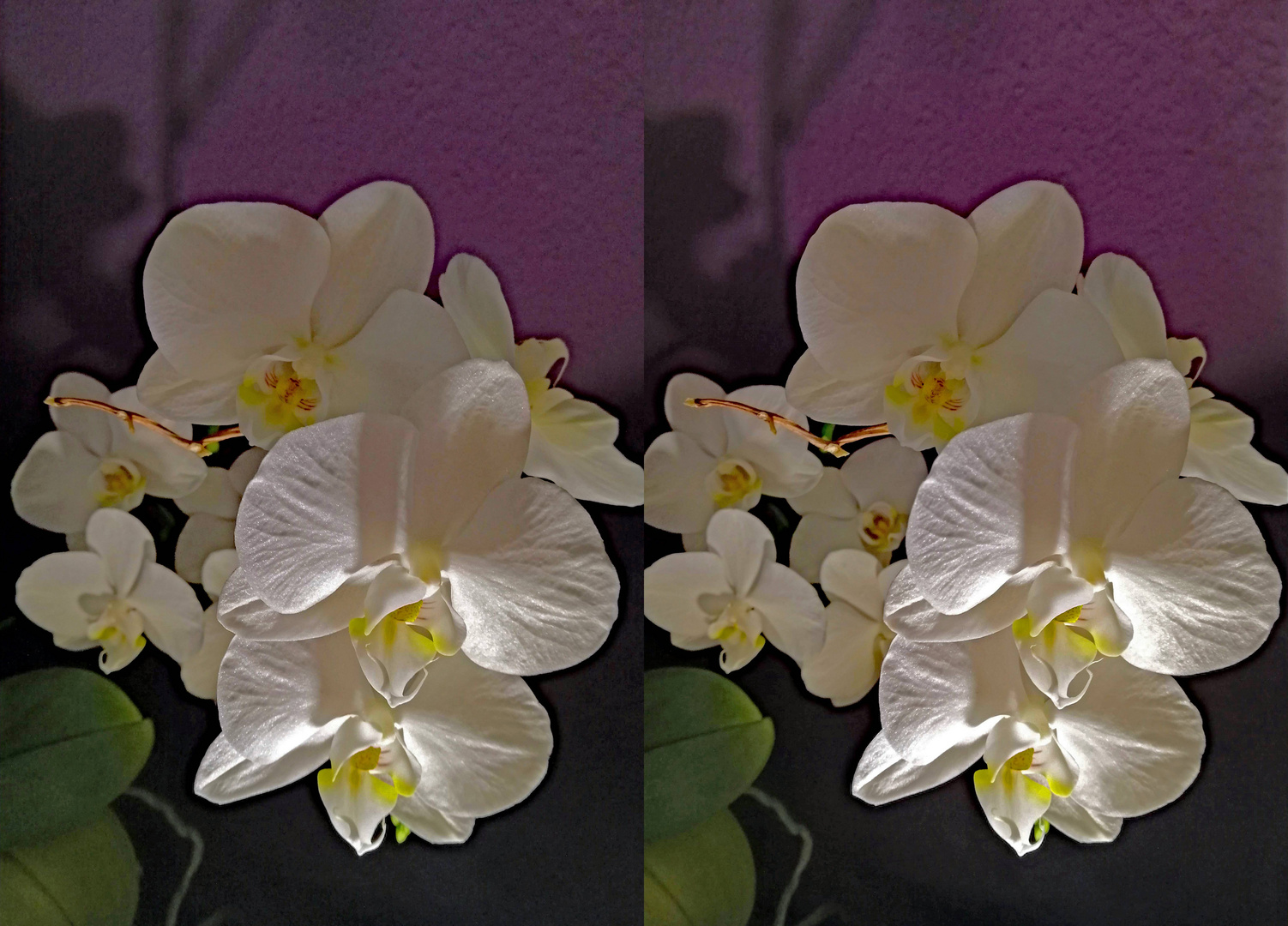 Orchideen (3D- X-view  Kreuzblick stereo)