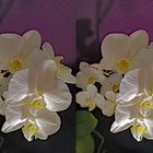 Orchideen (3D- X-view  Kreuzblick stereo)