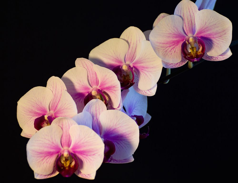 Orchideen