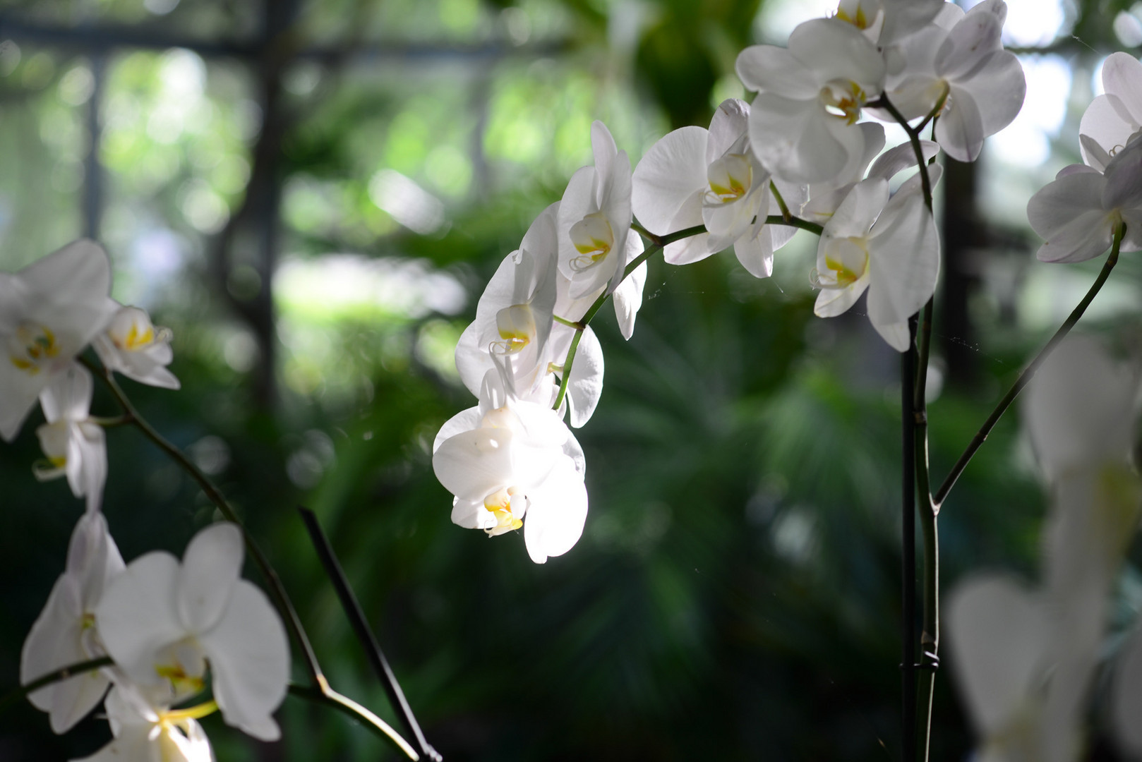 Orchideen