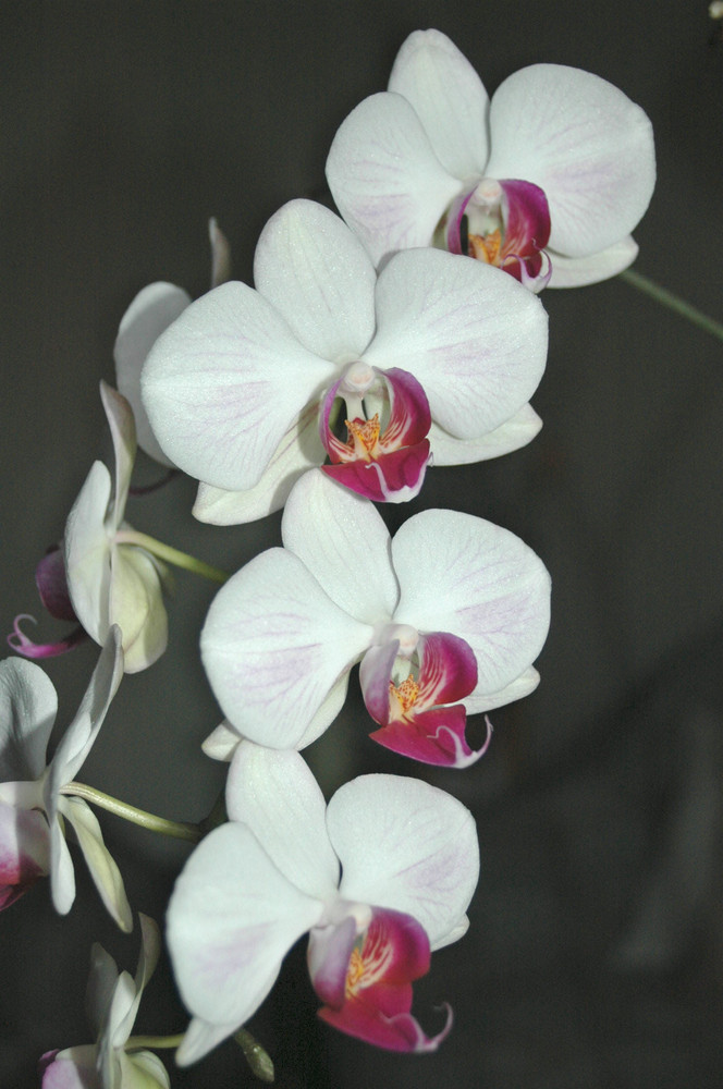 Orchideen