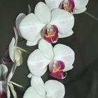 Orchideen