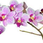 Orchideen