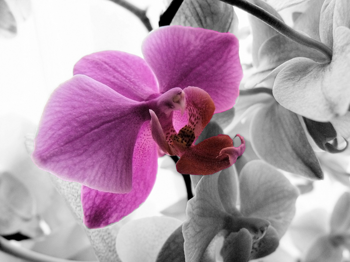 Orchideen