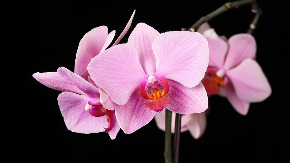 Orchideen