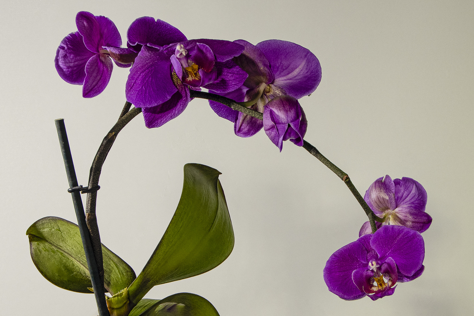 Orchideen 4