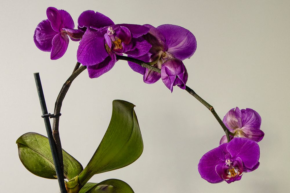 Orchideen 4
