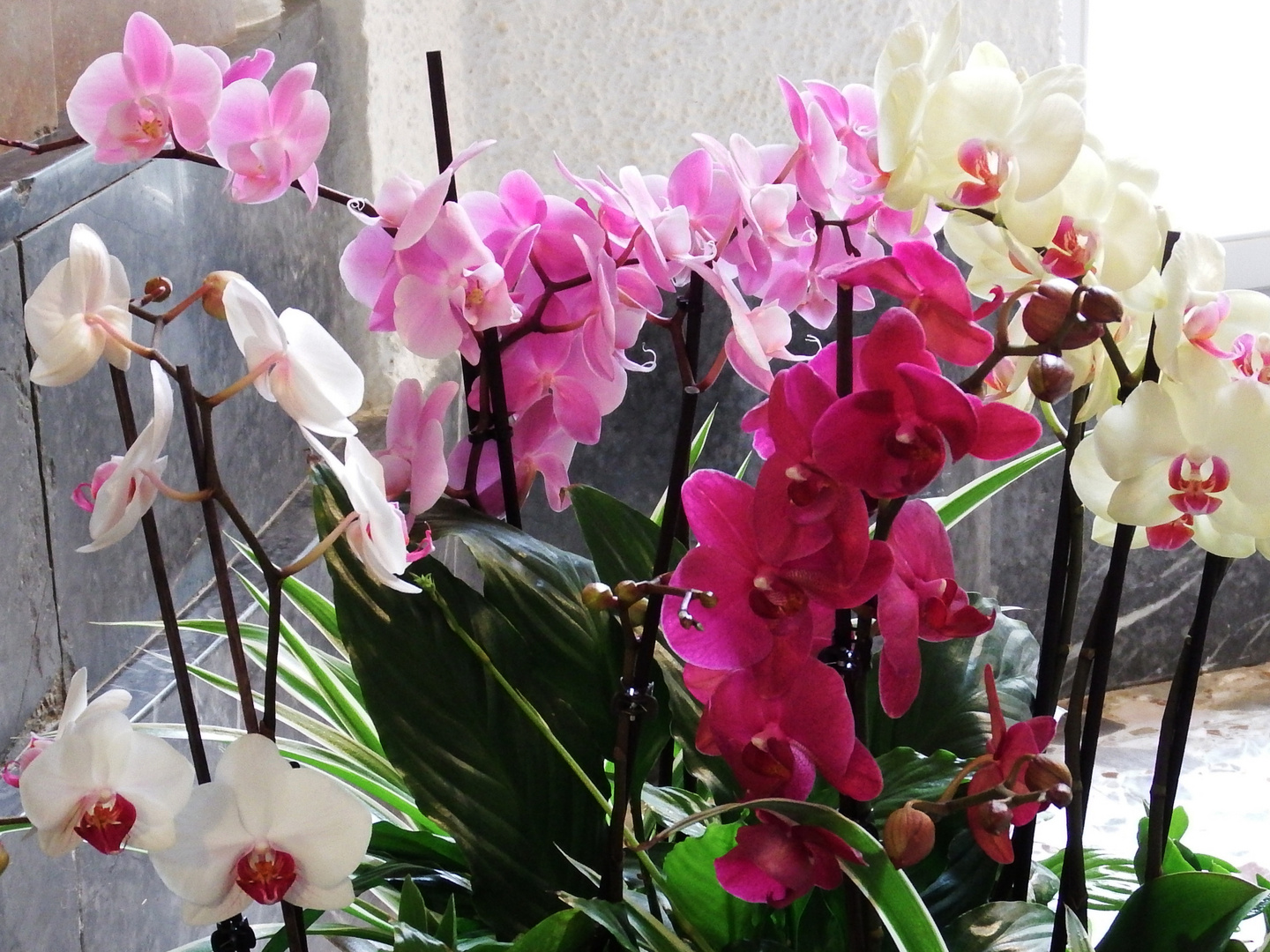 Orchideen 4