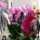 Orchideen 4