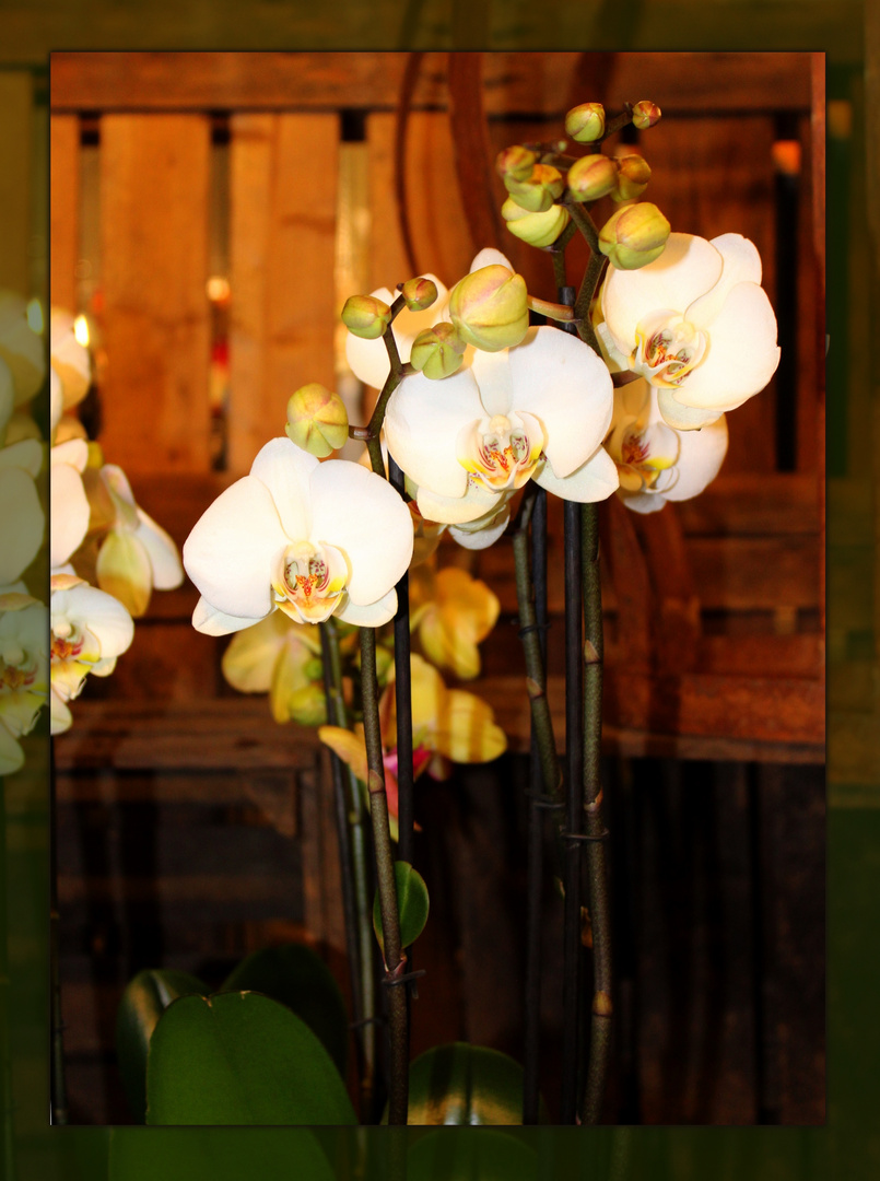 Orchideen ...