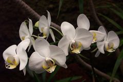 Orchideen