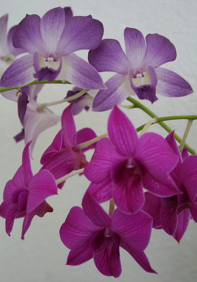 Orchideen