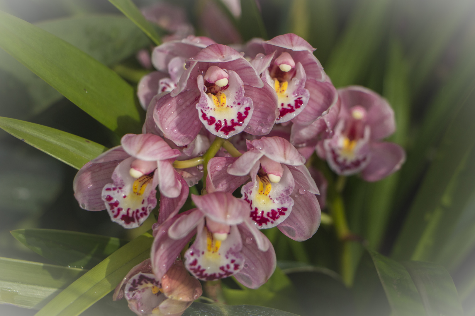 Orchideen 