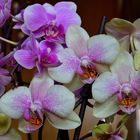 Orchideen